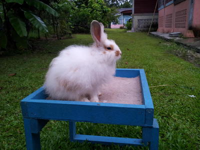 Anggora Arc 36 - Angora Rabbit Rabbit