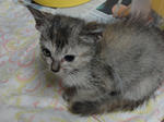 No Name Yet - Tabby Cat