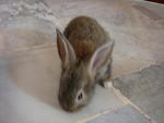 Hazel - Bunny Rabbit Rabbit