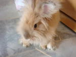 Hazel - Bunny Rabbit Rabbit