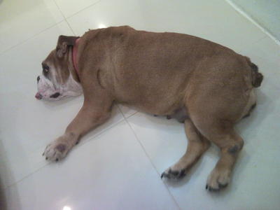 Gina - English Bulldog Dog