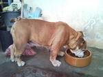 Gina - English Bulldog Dog