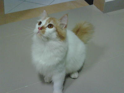 Garfield - Persian + Domestic Long Hair Cat