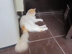 Garfield - Persian + Domestic Long Hair Cat