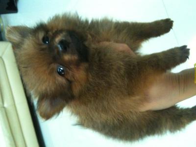 Teacup Pomeranian Boy - Pomeranian Dog