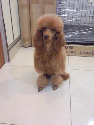 Red Miniature Poodle - Poodle Dog