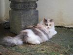 Bleach - Persian + Dilute Calico Cat