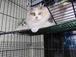 Bleach - Persian + Dilute Calico Cat