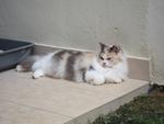 Bleach - Persian + Dilute Calico Cat