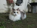 Bleach - Persian + Dilute Calico Cat