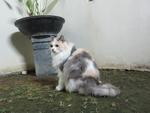 Bleach - Persian + Dilute Calico Cat