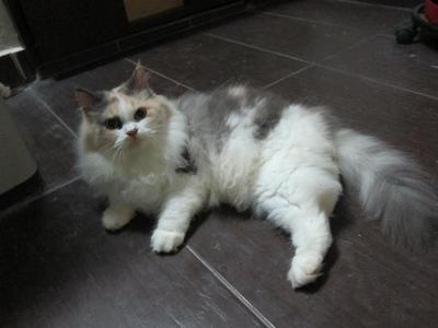 Bleach - Persian + Dilute Calico Cat