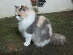 Bleach - Persian + Dilute Calico Cat