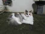 Bleach - Persian + Dilute Calico Cat