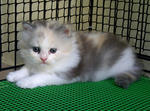 Bleach - Persian + Dilute Calico Cat