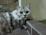 Kitty - Persian + Domestic Long Hair Cat