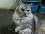 Kitty - Persian + Domestic Long Hair Cat