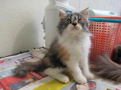 Lucky - Persian + Calico Cat