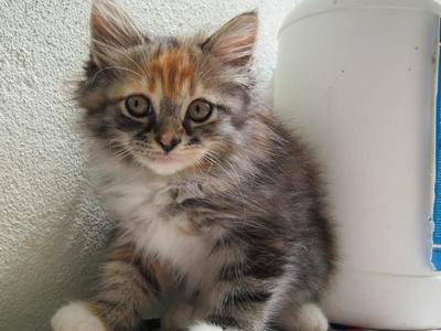 Star - Persian + Tortoiseshell Cat