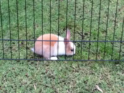 Bunnies Looking For A Home - Bunny Rabbit Rabbit