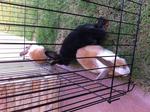 The 3 bunnies in the playpen