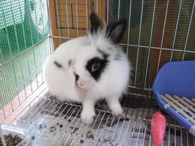 Patchi - Angora Rabbit + Dwarf Rabbit