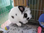 Patchi - Angora Rabbit + Dwarf Rabbit