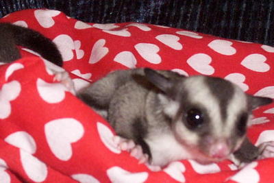 One Tame Sugar Glider Baby Wth 2set - Sugar Glider Small & Furry