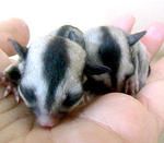 One Tame Sugar Glider Baby Wth 2set - Sugar Glider Small & Furry