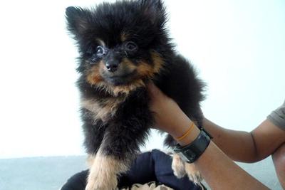 Black And Tan Pomeranian  For Sale - Pomeranian Dog