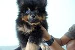 Black And Tan Pomeranian  For Sale - Pomeranian Dog