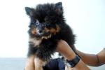 Black And Tan Pomeranian  For Sale - Pomeranian Dog