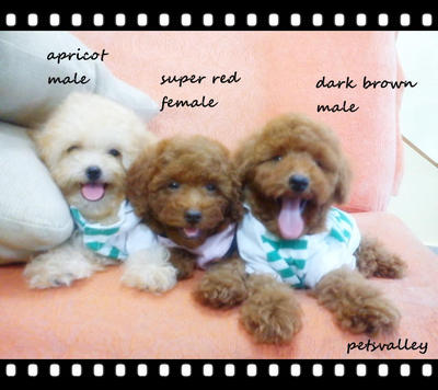 ❤❤ Cuties Toy Poodle ❤❤ - Poodle Dog