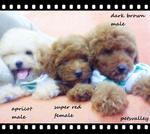 ❤❤ Cuties Toy Poodle ❤❤ - Poodle Dog