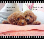 ❤❤ Cuties Toy Poodle ❤❤ - Poodle Dog