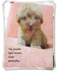 ❤❤light Brown Toy Poodle ❤❤ - Poodle Dog