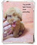 ❤❤light Brown Toy Poodle ❤❤ - Poodle Dog