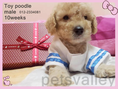 Cream Toy Poodle  - Poodle Dog