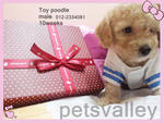 Cream Toy Poodle  - Poodle Dog