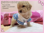 Cream Toy Poodle  - Poodle Dog