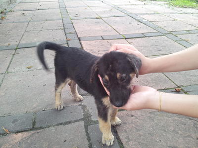 Miss Adorable - Urgently - Mixed Breed Dog