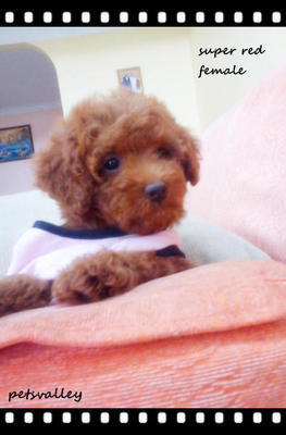 ❤❤ Super Red Toy Poodle ❤❤ - Poodle Dog