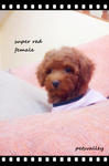 ❤❤ Super Red Toy Poodle ❤❤ - Poodle Dog