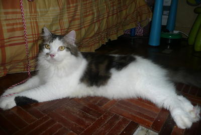 Leo - Domestic Long Hair Cat