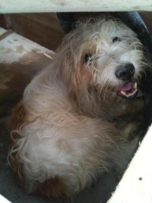Whitie - West Highland White Terrier Westie Dog