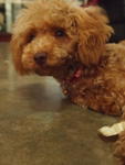 Ruby - Poodle Dog