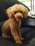 Ruby - Poodle Dog