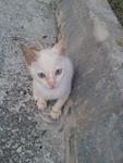 White Kitty - Domestic Short Hair Cat