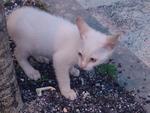 White Kitty - Domestic Short Hair Cat