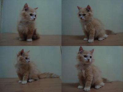 Bobby - Persian + Ragdoll Cat